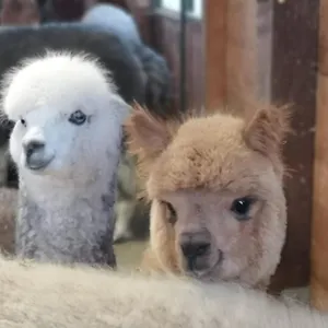  Bed & Breakfast Canossalpaca
